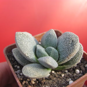 Crassula   tecta