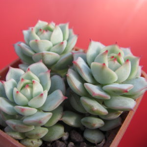 Echeveria  derenbergii