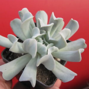 Echeveria  Tompsy Turvy