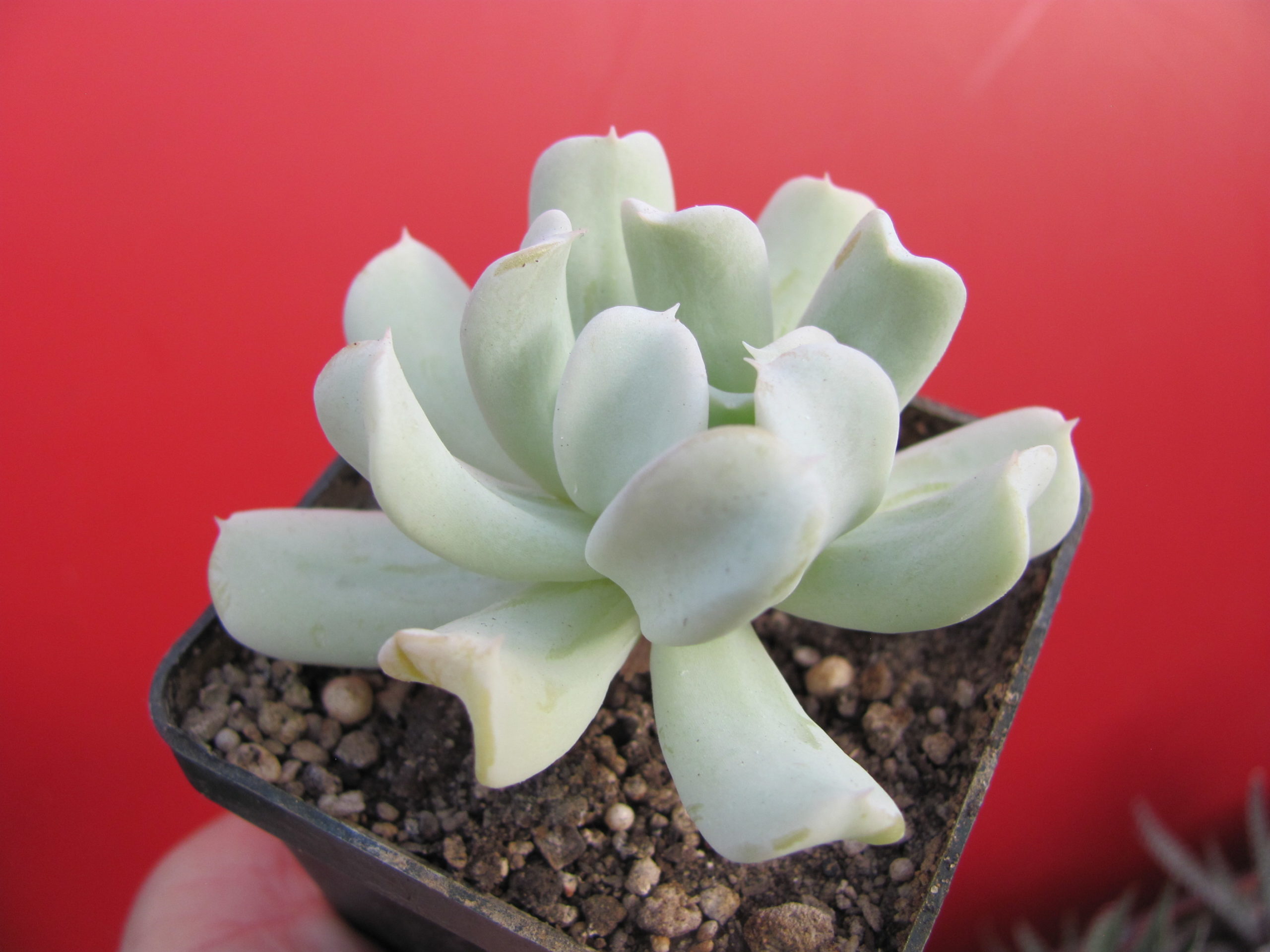 IMG_9118