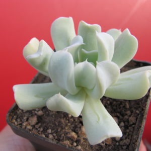 Echeveria   Tompsy Turvy