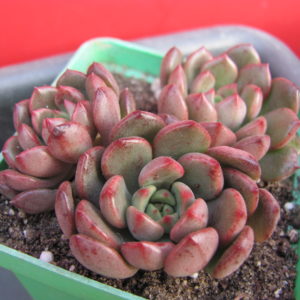 Echeveria   Bashful