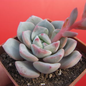 Echeveria   *Jelly Jem*