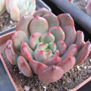 Echeveria  bashful