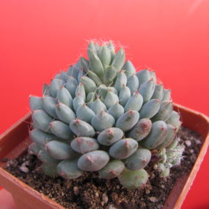 Echeveria  rundellii