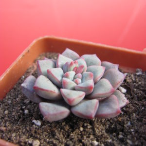 Echeveria  expatriata