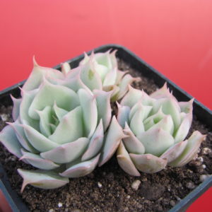 Echeveria  Laguna Sanchez  hybr.
