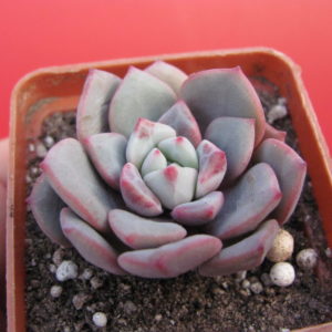 Echeveria   *Jelly  Jem*