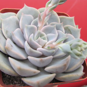 Echeveria    hybr.