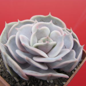 Echeveria  hybr.