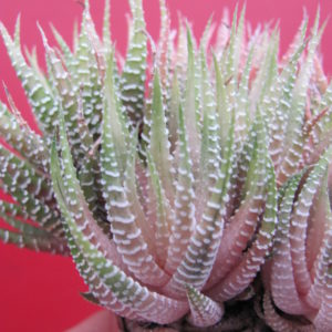 Haworthia