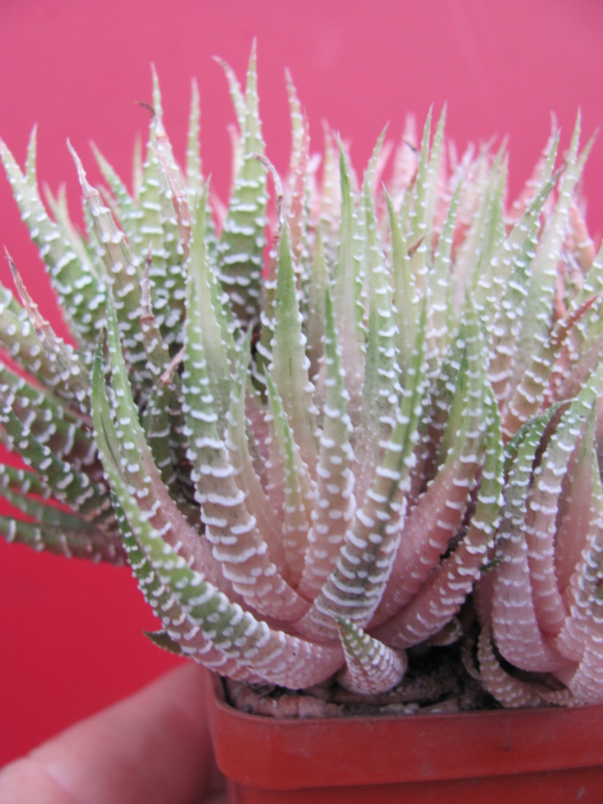 Haworthia