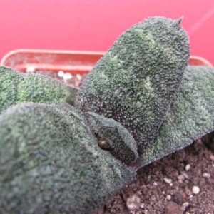 Gasteria   Barberton