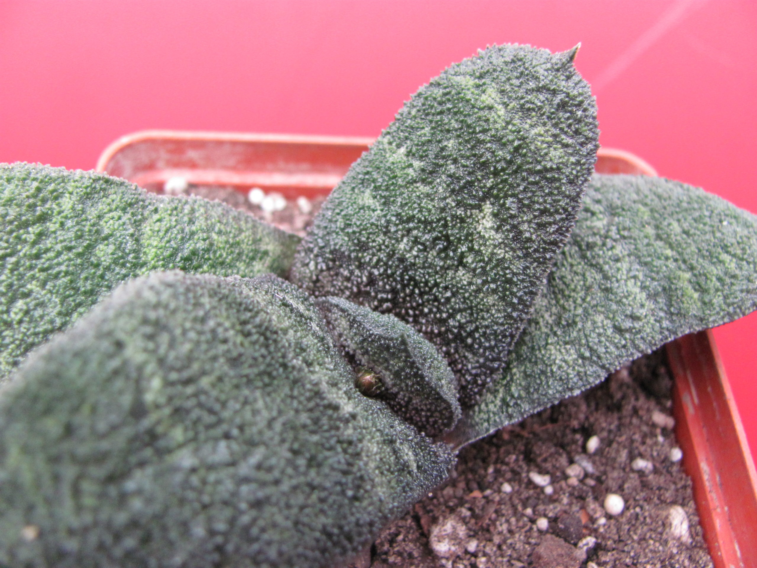 Gasteria   Barberton