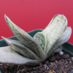Gasteria     *Fuji  Yuki*