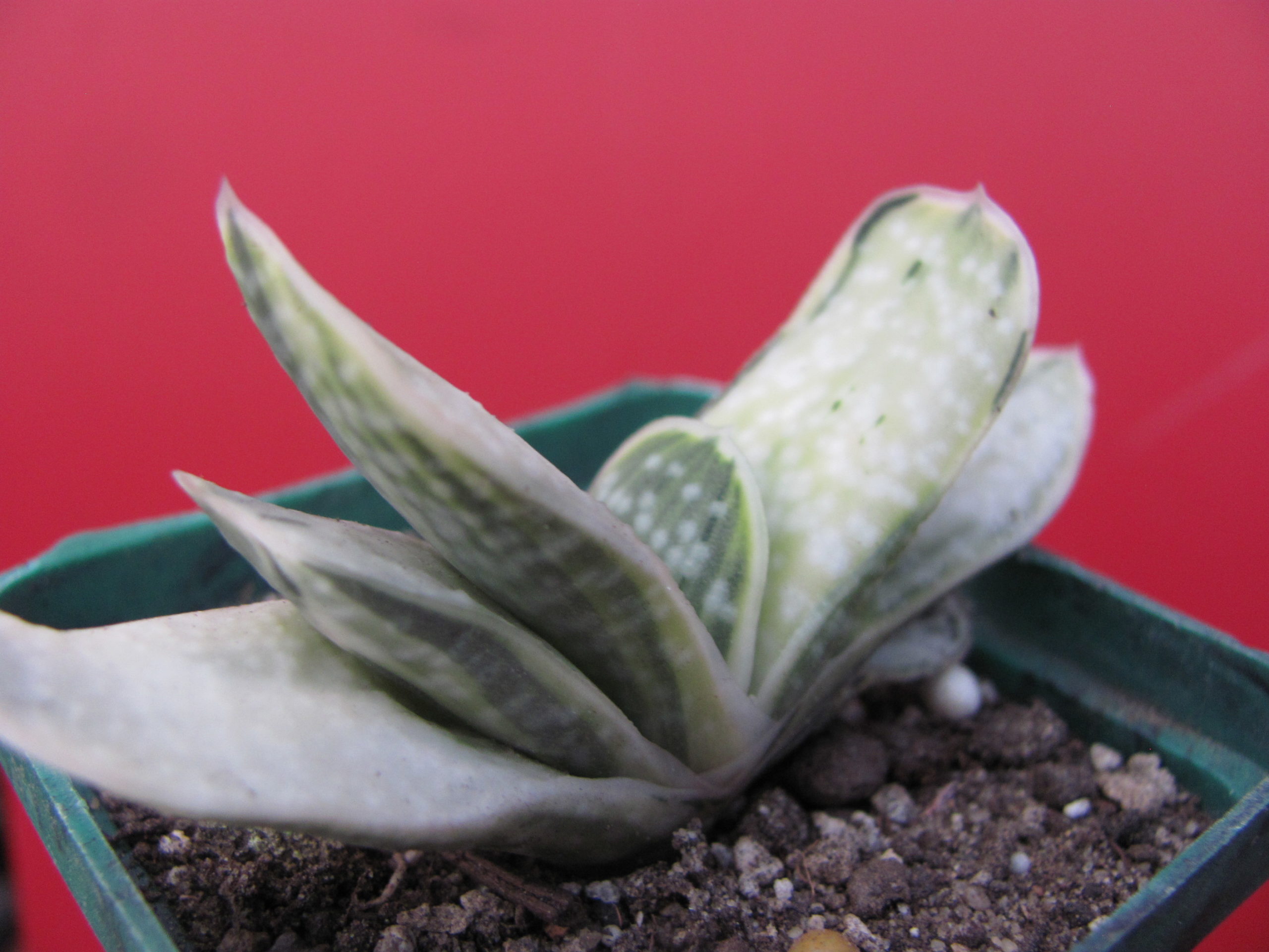 Gasteria     *Fuji  Yuki*