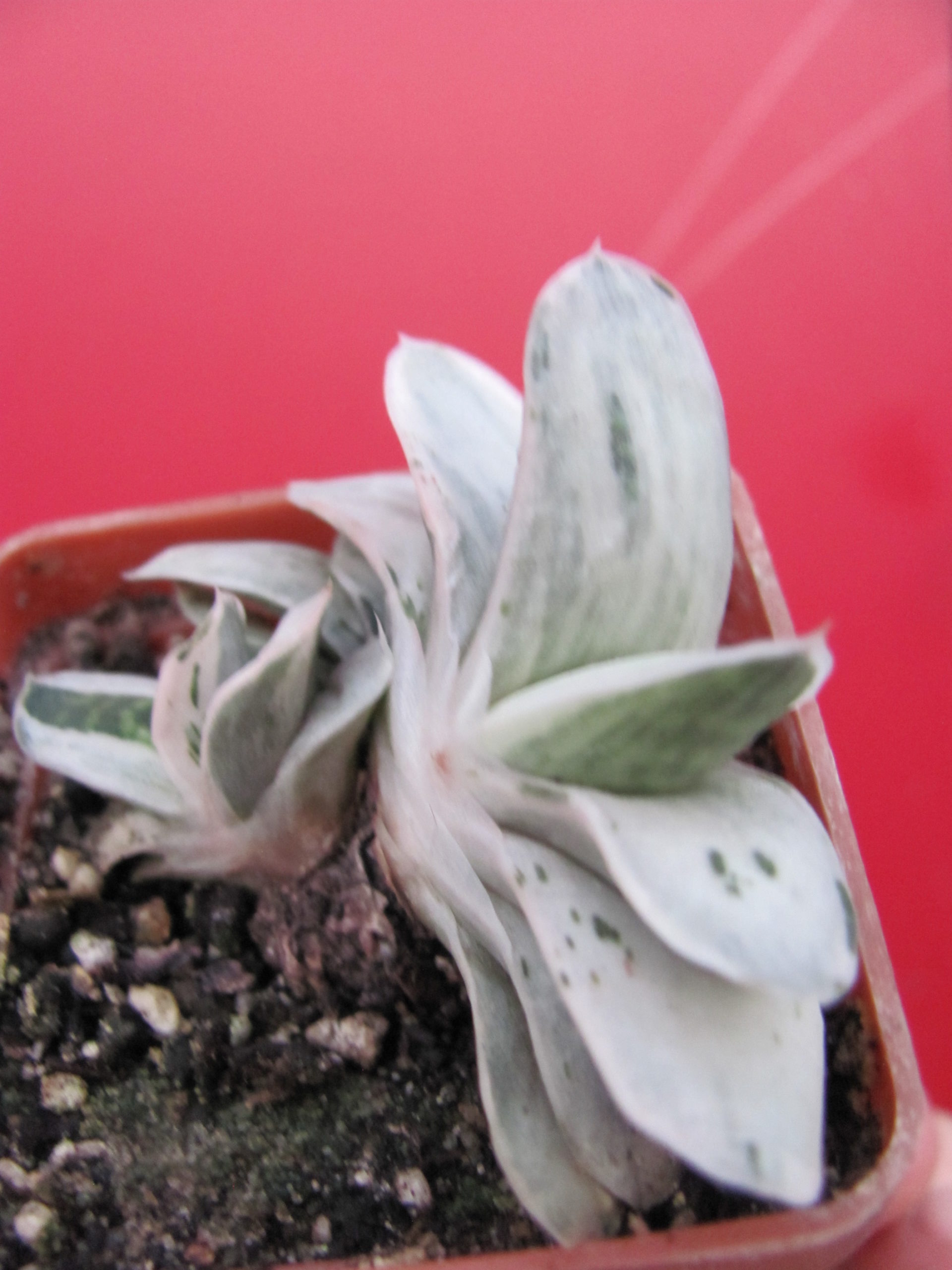 Gasteria   Sat Sato no Matsu