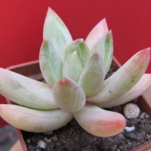 Echeveria   hookeri