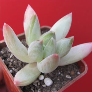 Echeveria   hookeri