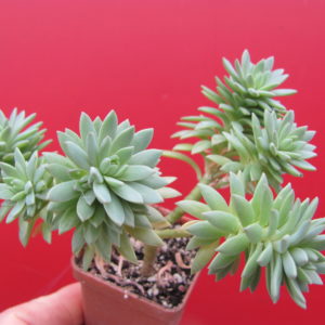 Sedum  multiceps