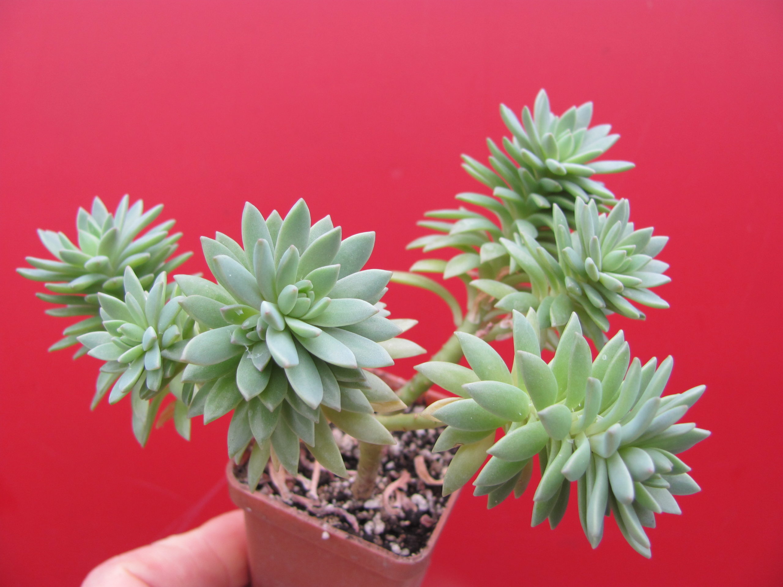 Sedum  multiceps