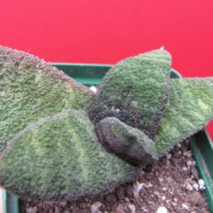 Gasteria  Barberton