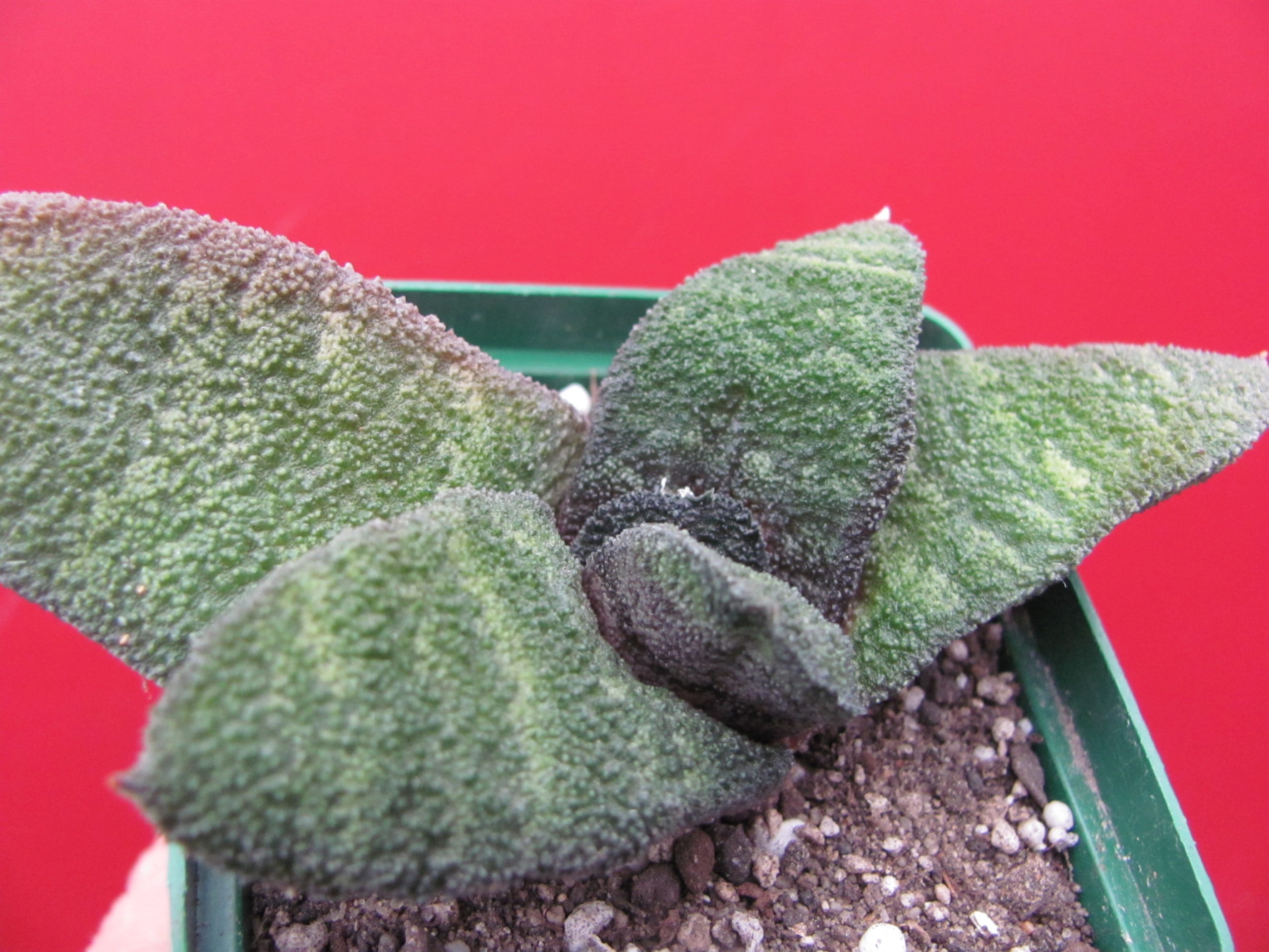 Gasteria  Barberton