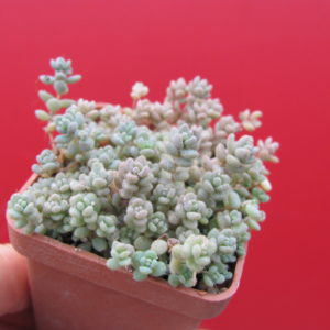 Sedum  dasyphyllum