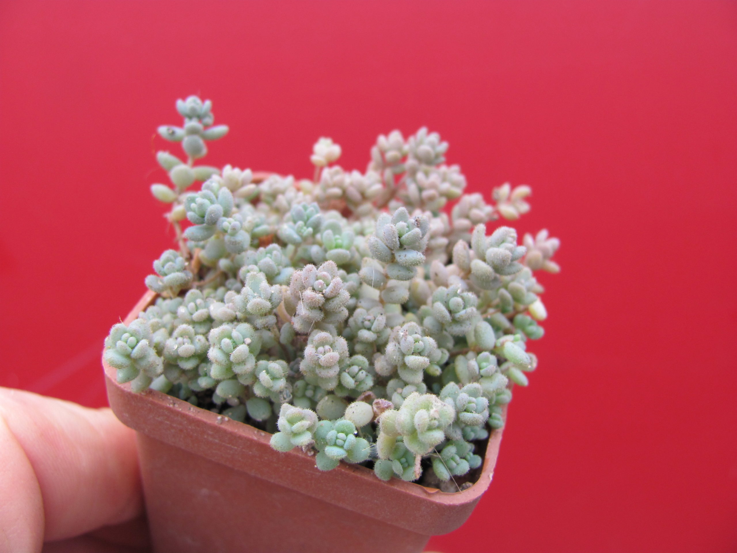 Sedum  dasyphyllum