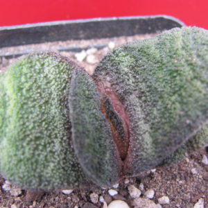 Gasteria   Barberton