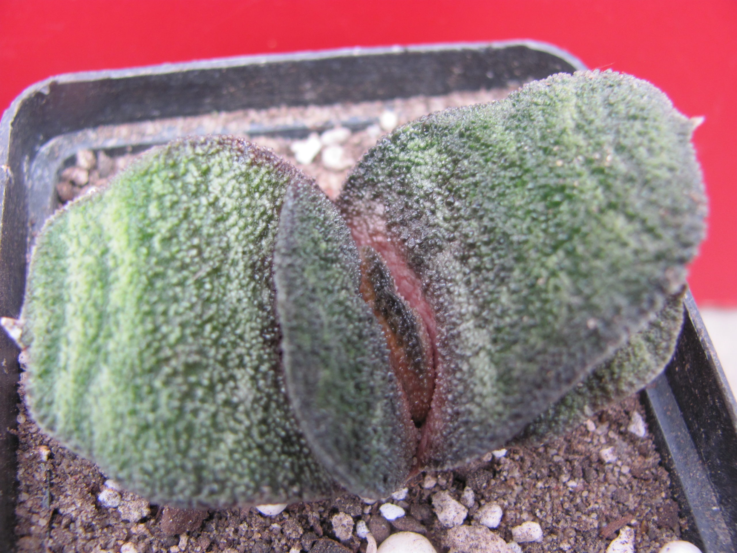 Gasteria   Barberton