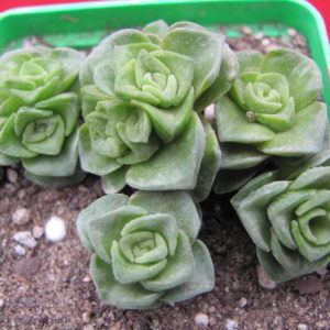 Crassula   Dorothy