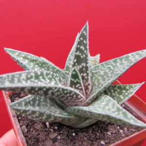 Gasteraloe   hybr.
