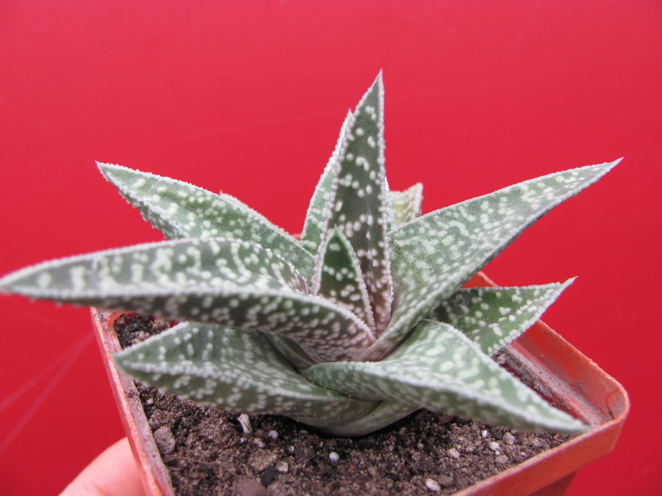 Gasteraloe   hybr.