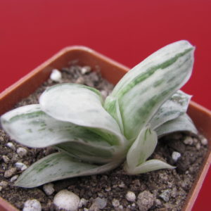 Gasteria    Sat Sato no Matsu