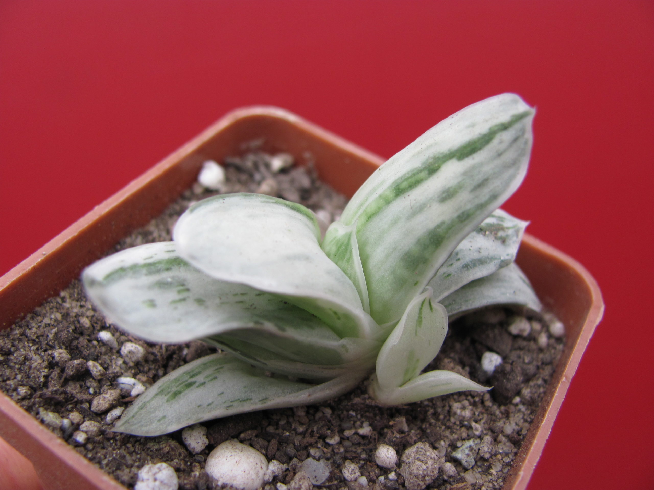 Gasteria    Sat Sato no Matsu