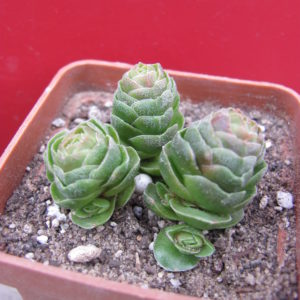 Crassula   Emerald