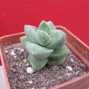 Crassula  moonglow