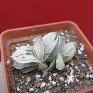 Gasteria    Sat Sato no Matsu