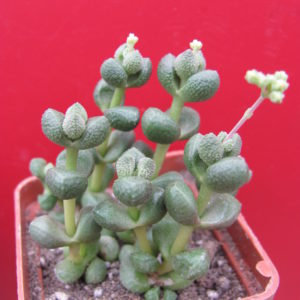 Crassula   elegans