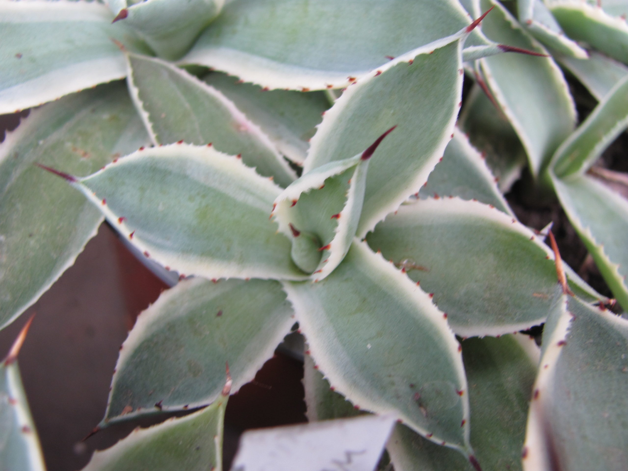 Agava   potatorum   *Kissho Kan*  variegata