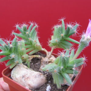 Trichodiadema   densum