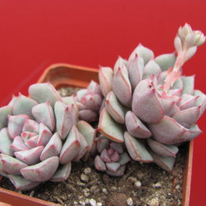 Echeveria  Panda Face