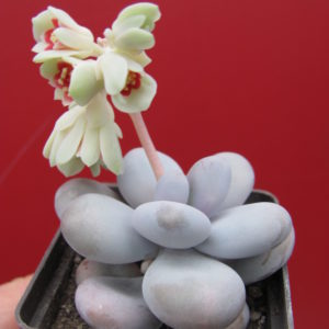 Pachyphytum  oviferum