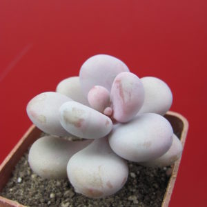 Pachyphytum   Pink