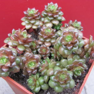 Cremnosedum     Little  Gem
