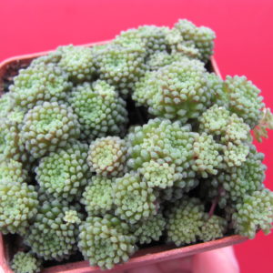 Monanthes  polyphylla