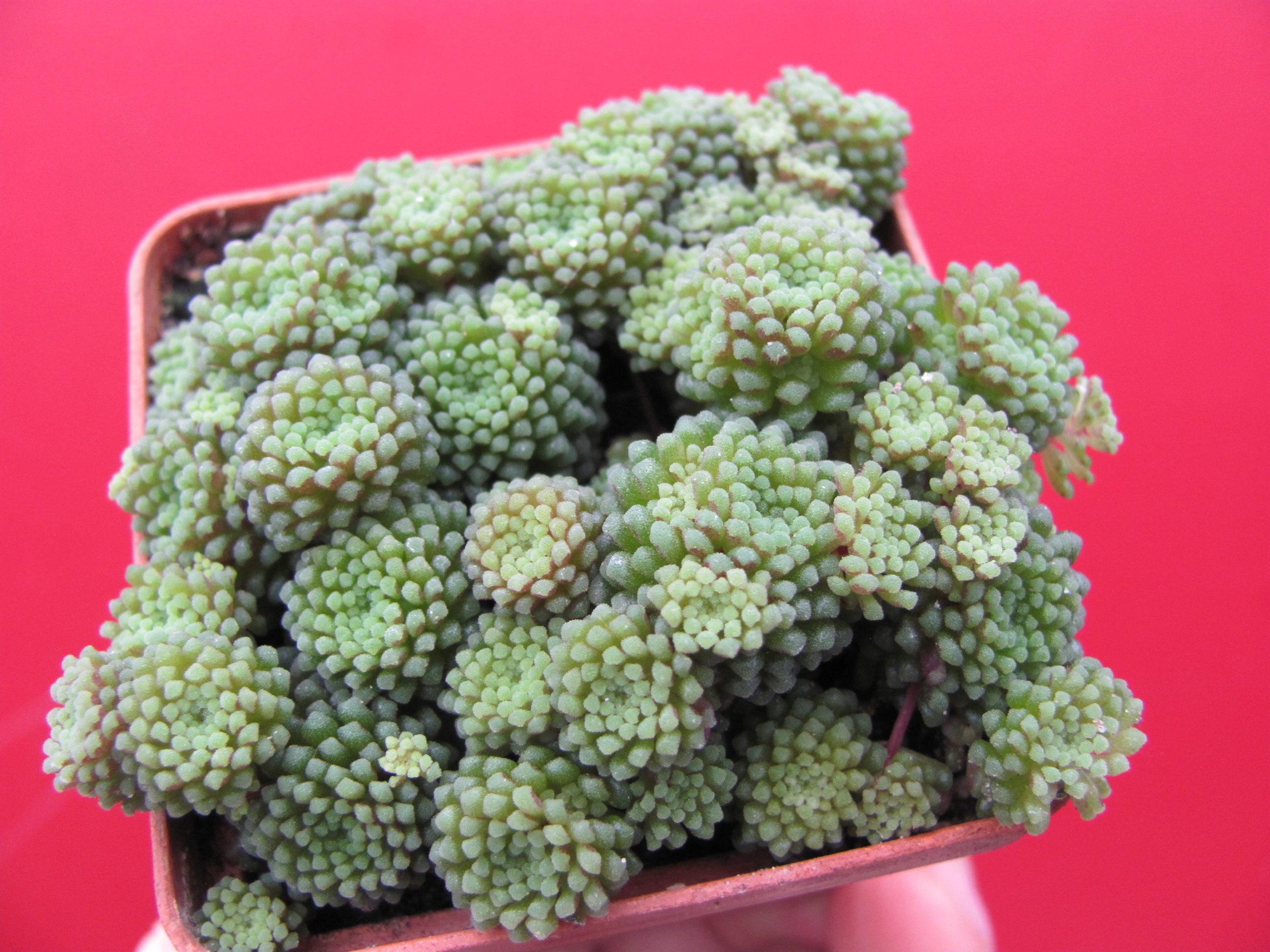Monanthes  polyphylla