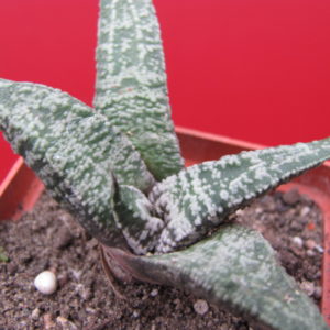 Gasteria    ellaphyi