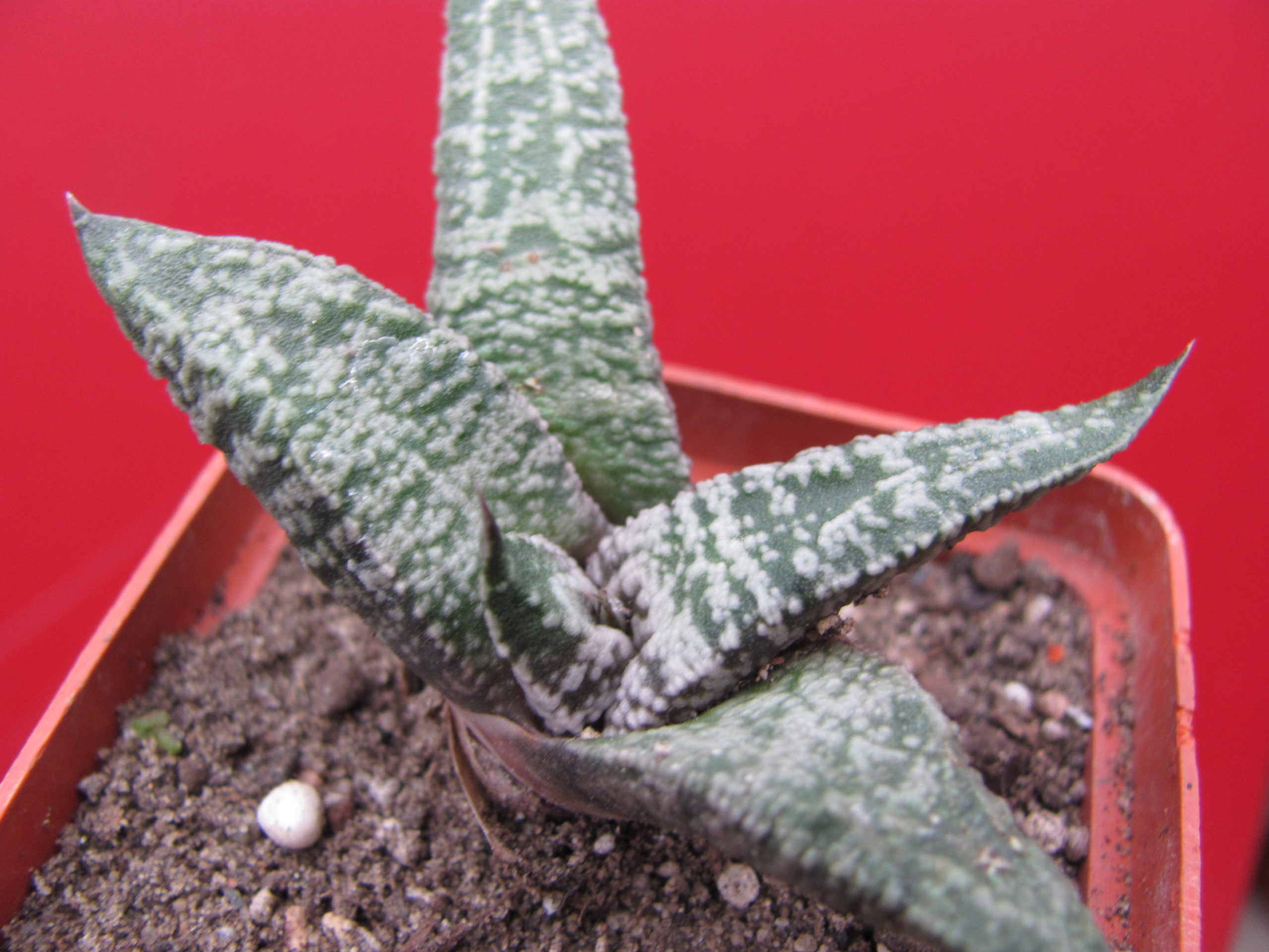 Gasteria    ellaphyi